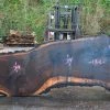 Goby Walnut Oregon Black Walnut Slab 010715-03 Green Slabs