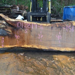 Goby Walnut Products Green Slabs 012819-06 Oregon White Oak Slab