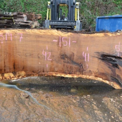 Goby Walnut Products Green Slabs 012819-07 Oregon White Oak Slab