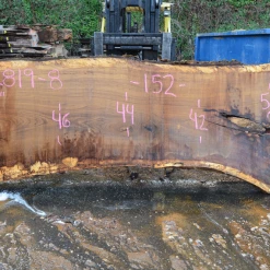 Goby Walnut Products Green Slabs 012819-08 Oregon White Oak Slab