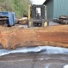 Goby Walnut Green Slabs Oregon White Oak Slab 013120-02