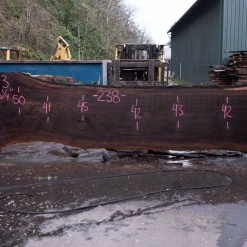 Goby Walnut Products Oregon Black Walnut Slab 020921-03