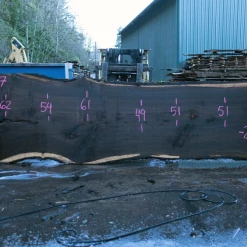 Goby Walnut Products Green Slabs Oregon Black Walnut Slab 020921-07