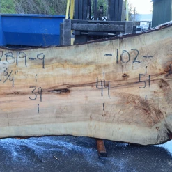 Goby Walnut Products Green Slabs 022819-09 Big Leaf Maple Slab