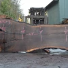 Goby Walnut Products Green Slabs Oregon Black Walnut Slab 030121-03