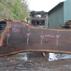 Goby Walnut Products Green Slabs Oregon Black Walnut Slab 030121-07