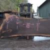 Goby Walnut Products Green Slabs Oregon Black Walnut Slab 030121-08