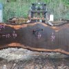 Goby Walnut Oregon Black Walnut Slab 030615-01 Green Slabs