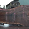 Goby Walnut Products Oregon Black Walnut Slab 030821-04 Green Slabs
