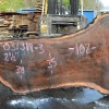 Goby Walnut Products 031319-03 Oregon Black Walnut Slab Green Slabs