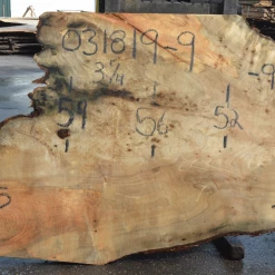 Goby Walnut Products Green Slabs 031819-09 Big Leaf Maple Slab
