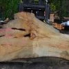 Goby Walnut Big Leaf Maple Slab 042114-02 Green Slabs