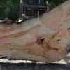 Goby Walnut Green Slabs Big Leaf Maple Slab 042114-03