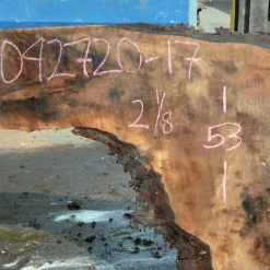 Goby Walnut Products Green Slabs Bastogne Walnut Slab 042720-17