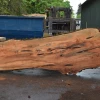 Goby Walnut Products Green Slabs Big Leaf Maple Slab 042721-01