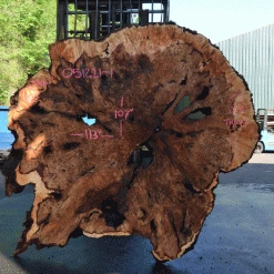 Goby Walnut Products Big Leaf Maple Burl 051221-01 Green Slabs