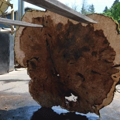 Goby Walnut Products Big Leaf Maple Burl 051221-04 Green Slabs