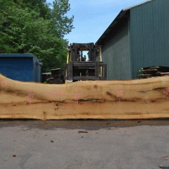 Goby Walnut Products Oregon White Oak Slab 051321-03 Green Slabs