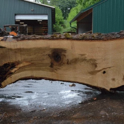 Goby Walnut Products Oregon White Oak Slab 051321-07