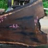 Goby Walnut Green Slabs Oregon Black Walnut Slab 051915-02