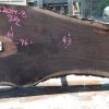 Goby Walnut Bastogne Walnut Slab 052014-08 Green Slabs
