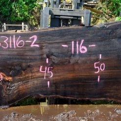 Goby Walnut Oregon Black Walnut Slab 053116-02 Green Slabs