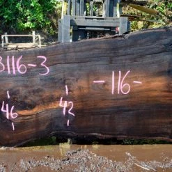 Goby Walnut Green Slabs Oregon Black Walnut Slab 053116-03