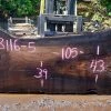 Goby Walnut Oregon Black Walnut Slab 053116-05