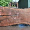 Goby Walnut Products Green Slabs Oregon Black Walnut Slab 060121-07