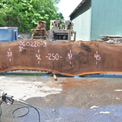 Goby Walnut Products Green Slabs Oregon Black Walnut Slab 060220-03