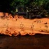 Goby Walnut Oregon Fir Slab 060716-02