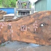 Goby Walnut Products Oregon Black Walnut Slab 060920-06 Green Slabs