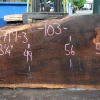 Goby Walnut Products 061719-03 Oregon Black Walnut Slab