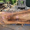Goby Walnut Oregon White Oak 062320-02 Green Slabs