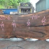 Goby Walnut Green Slabs Oregon Black Walnut Slab 070120-06
