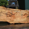 Goby Walnut Products Silver Maple Slab 071921-09