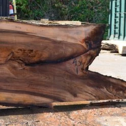 Goby Walnut Elm Slab 080315-08