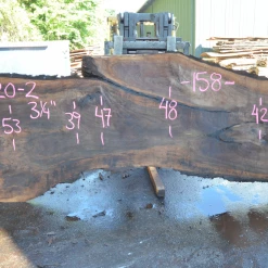 Goby Walnut Green Slabs Oregon Black Walnut Slab 081320-02