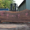 Goby Walnut Products Oregon Black Walnut Slab 082021-01 Green Slabs