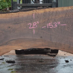 Goby Walnut Products Green Slabs Oregon Black Walnut Slab 082021-07
