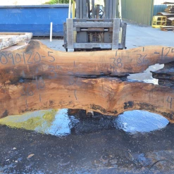 Goby Walnut Products Green Slabs Sycamore Slab 090120-05