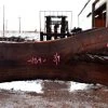 Goby Walnut Oregon Black Walnut Slab 110315-07 Green Slabs