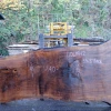 Goby Walnut Green Slabs 110618-12 Oregon Black Walnut Slab