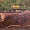 Goby Walnut 110818-04 Oregon Black Walnut Slab Green Slabs