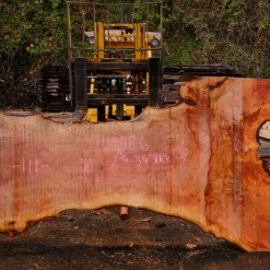 Goby Walnut Products 110918-06 Sycamore Slab Green Slabs