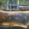 Goby Walnut 111518-01 Oregon Black Walnut Slab Green Slabs