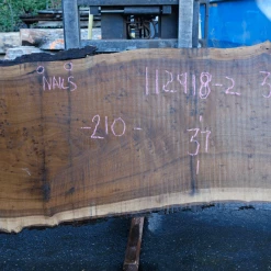 Goby Walnut Products Green Slabs 112918-02 Oregon Black Walnut Slab