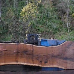 Goby Walnut Products 112918-08 Oregon Black Walnut Slab