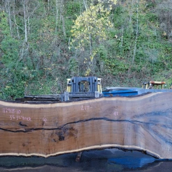 Goby Walnut Products 112918-10 Oregon Black Walnut Slab