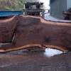 Goby Walnut Products Green Slabs Oregon Black Walnut Slab 122220-10